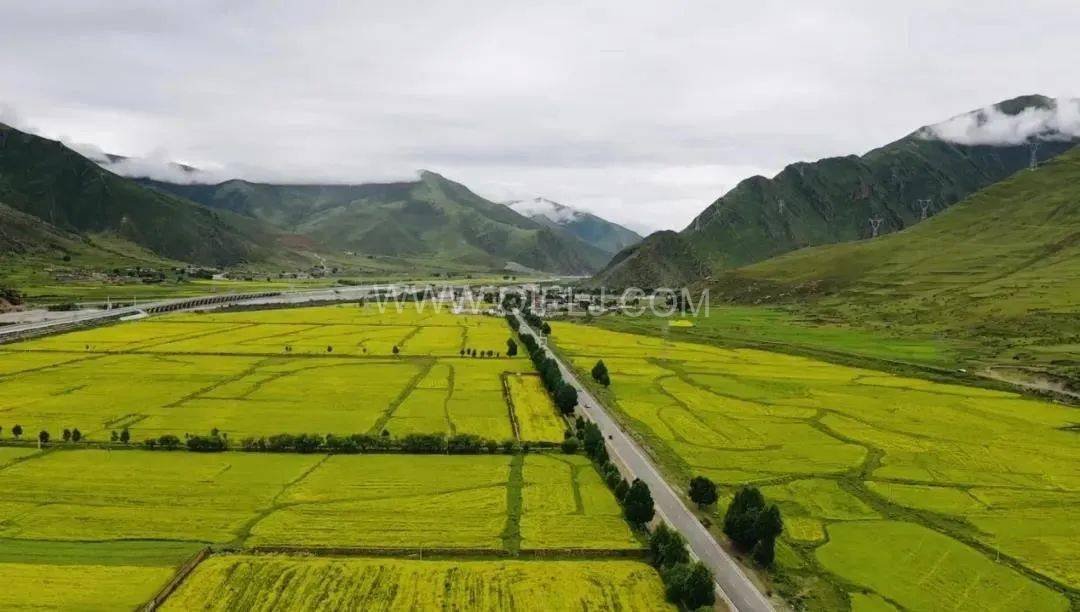 西藏企鵝糧油機(jī)械設(shè)備案例之墨竹工卡縣小油菜榨油廠項(xiàng)目(圖7)